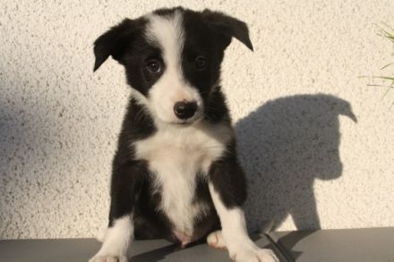 Quincesam - FCI 21/2010. Mutter: Quincesam Molly DOB: