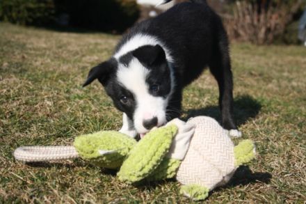 Quincesam - FCI 21/2010. Mutter: Quincesam Molly DOB: