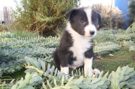 Quincesam - FCI 21/2010. Mutter: Quincesam Molly DOB: