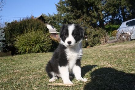 Quincesam - FCI 21/2010. Mutter: Quincesam Molly DOB: