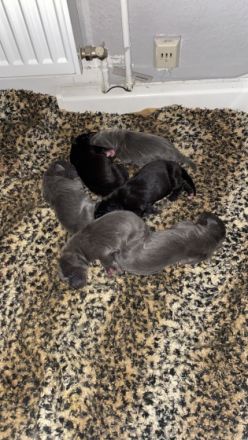 Unsere hexe hat ihre Welpen geboren.Es sind 4 blaue