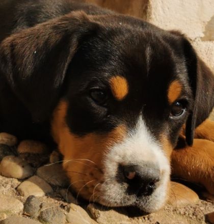 Wunderschöne, typvolle Grosse Schweizer Sennenhund