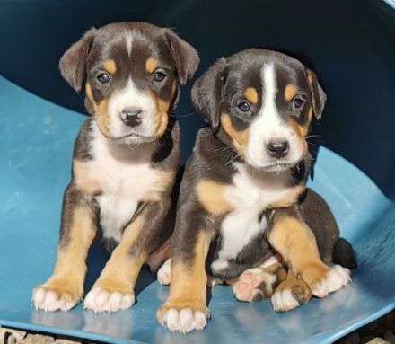 Wunderschöne, typvolle Grosse Schweizer Sennenhund