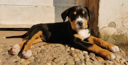 Wunderschöne, typvolle Grosse Schweizer Sennenhund