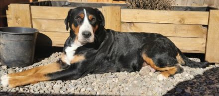 Wunderschöne, typvolle Grosse Schweizer Sennenhund