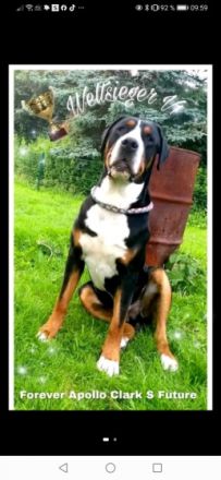 Wunderschöne, typvolle Grosse Schweizer Sennenhund