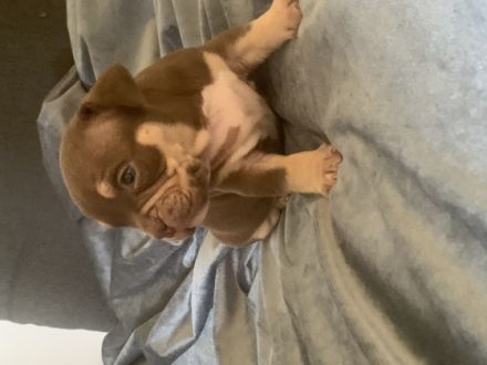 5 supersüsse Welpen sind auf der Suche nach einem neuen