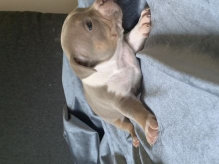 5 supersüsse Welpen sind auf der Suche nach einem neuen