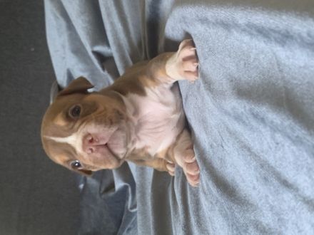 5 supersüsse Welpen sind auf der Suche nach einem neuen