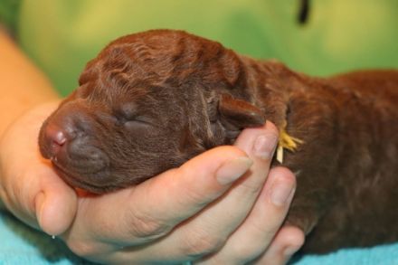 Hallo, Wir züchten im Deutschen Retriever Club (DRC)