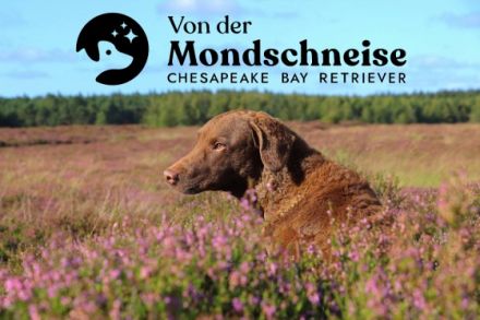 Hallo, Wir züchten im Deutschen Retriever Club (DRC)