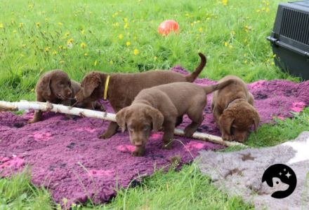 Hallo, Wir züchten im Deutschen Retriever Club (DRC)