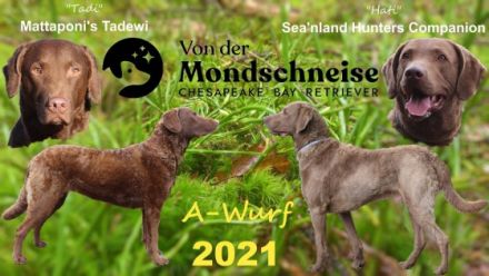 Hallo, Wir züchten im Deutschen Retriever Club (DRC)