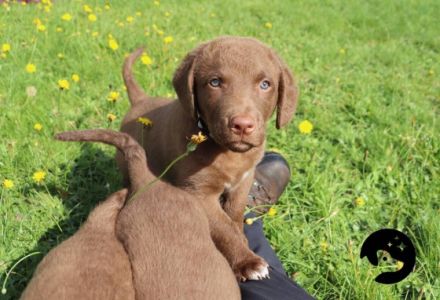 Hallo, Wir züchten im Deutschen Retriever Club (DRC)