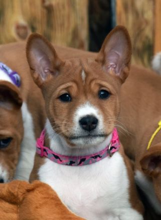 Unsere Phoebie "BIS Multi CH Hündin African Legend ft.