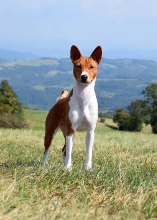 Unsere Phoebie "BIS Multi CH Hündin African Legend ft.