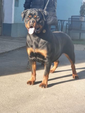 Rottweilerwelpen von wunderschönen, typvollen,