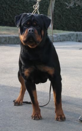 Rottweilerwelpen von wunderschönen, typvollen,