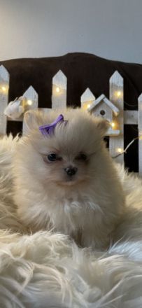 Verkaufe 1 Rüde und 3 Hündinnen in der Farbe creme