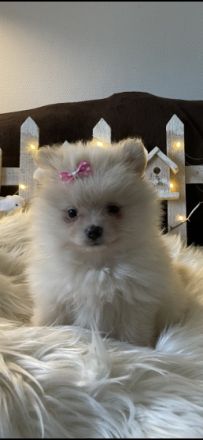 Verkaufe 1 Rüde und 3 Hündinnen in der Farbe creme