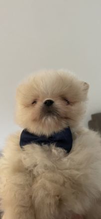 Verkaufe 1 Rüde und 3 Hündinnen in der Farbe creme