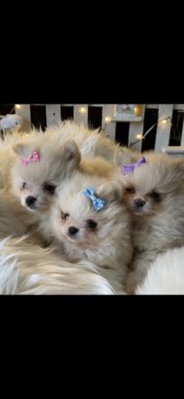 Verkaufe 1 Rüde und 3 Hündinnen in der Farbe creme