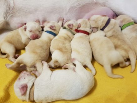 Unsere Labradorhündin hat am 19.1.22 in der