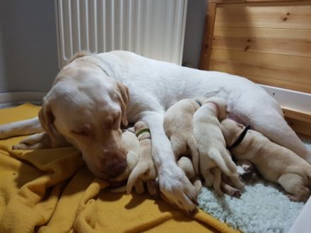 Unsere Labradorhündin hat am 19.1.22 in der