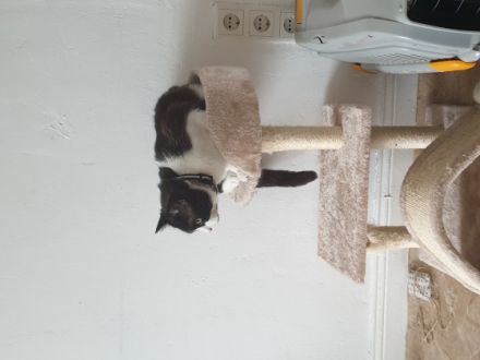 Mogli, Ein verschmuster spielt gerne ist lieb und sehr