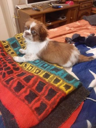 Süsser Shih Tzu/Pekinese Mix aus Bulgarien von Privat