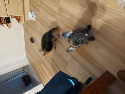 Hallo....wir müssen uns leider von unserer 5 Monate