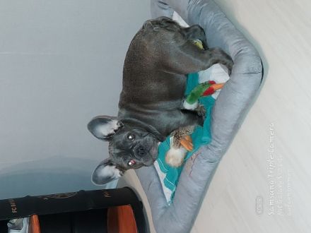 Hallo....wir müssen uns leider von unserer 5 Monate