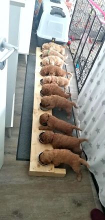 Hallihallo Pudelfreunde, unsere tolle Hündin hat uns am