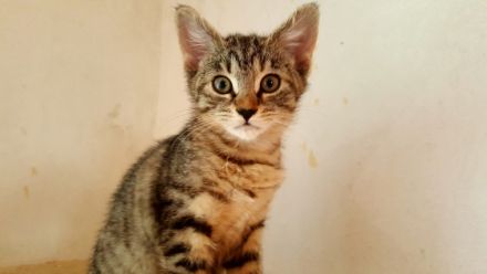 Die vier Geschwister sind Kern Gesund sind sehr aktiv