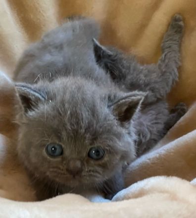 Unsere super süßen kleinen Zwerge suchen ab April ein