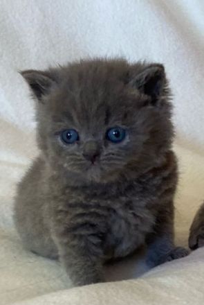 Unsere super süßen kleinen Zwerge suchen ab April ein