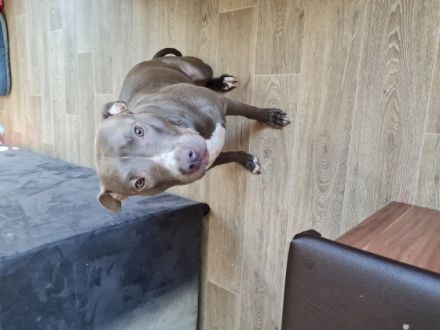 Kira, Hallo wir suchen ein liebevolles und erfahrenes