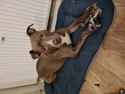 Kira, Hallo wir suchen ein liebevolles und erfahrenes