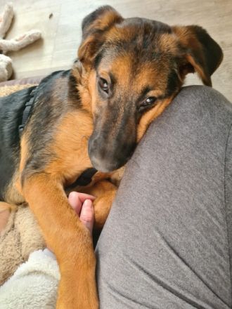 Amy sucht ein neues endgültiges Zuhause. Geboren am 08