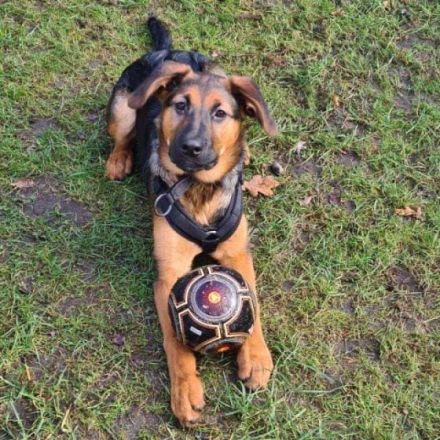 Amy sucht ein neues endgültiges Zuhause. Geboren am 08