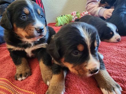 Schweizer Sennen- / Berner Sennenhund Welpen (Swissy Dog)