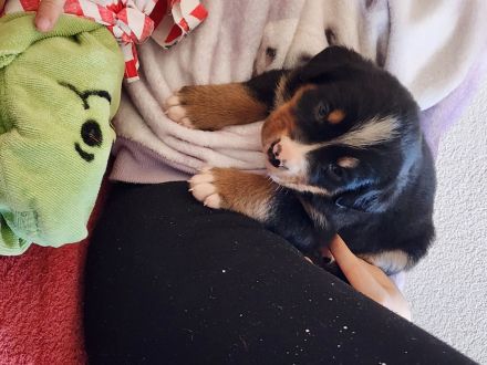 Schweizer Sennen- / Berner Sennenhund Welpen (Swissy Dog)