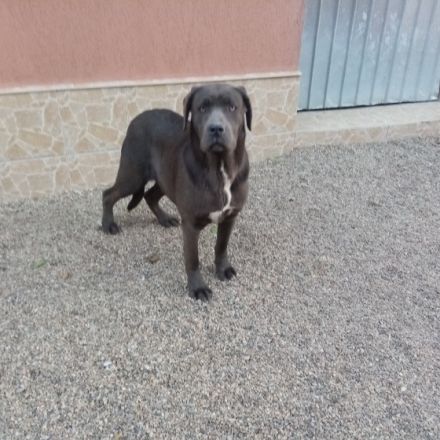 Ich verkaufe meine süßen reinrassigen Cane Corso Die