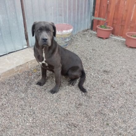 Ich verkaufe meine süßen reinrassigen Cane Corso Die