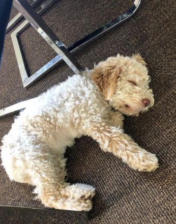 Hallo wir verkaufen hier einen lagotto romagnolo Welpe