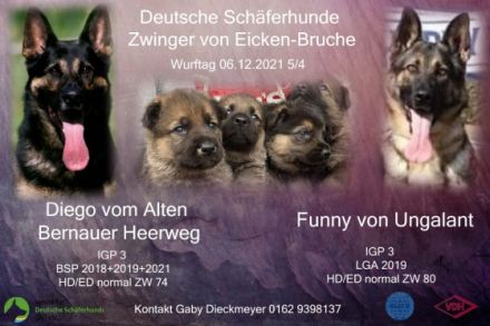 Derzeit haben wir keine Welpen. Aber für den Sommer ist