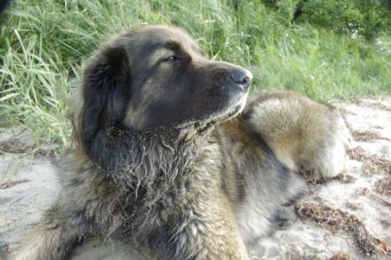 von den Strandsandsammlern