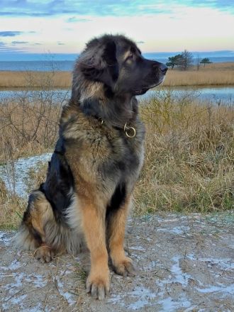 von den Strandsandsammlern