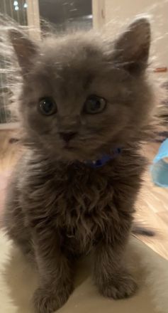 Frl. Smilla eine Britisch Langhaar hat am 14.12.21 6