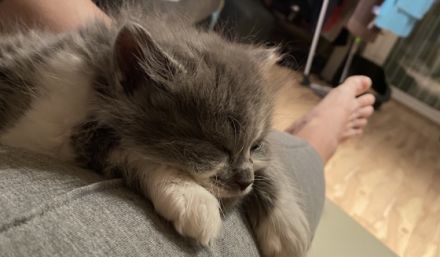 Frl. Smilla eine Britisch Langhaar hat am 14.12.21 6